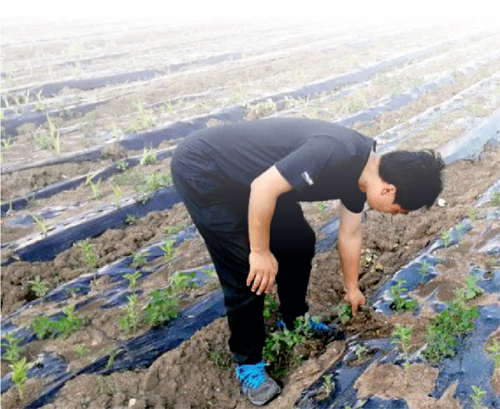 “黑土地”上建起中医药特色小镇