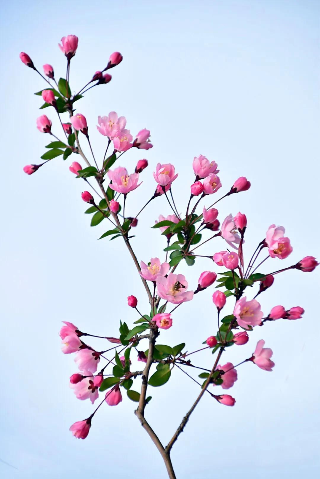 三月 春风吹拂 海棠花开 W清清的河水 Mdeditor