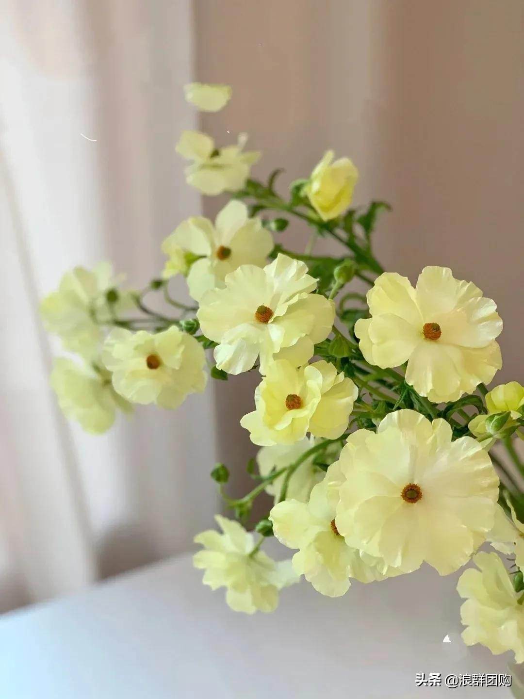 自带珠光的蝴蝶花毛茛8个色 花量更大 轻盈飘逸 资讯咖