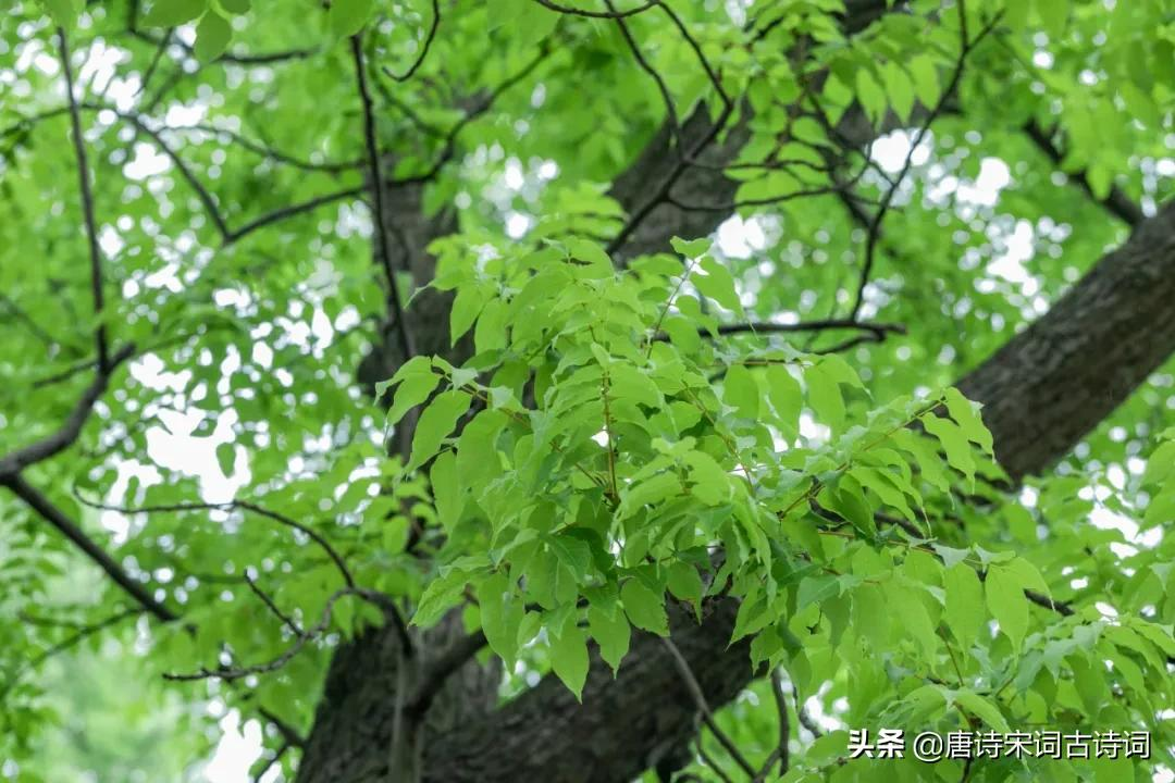 古诗词里的小暑节气-第6张图片-诗句网