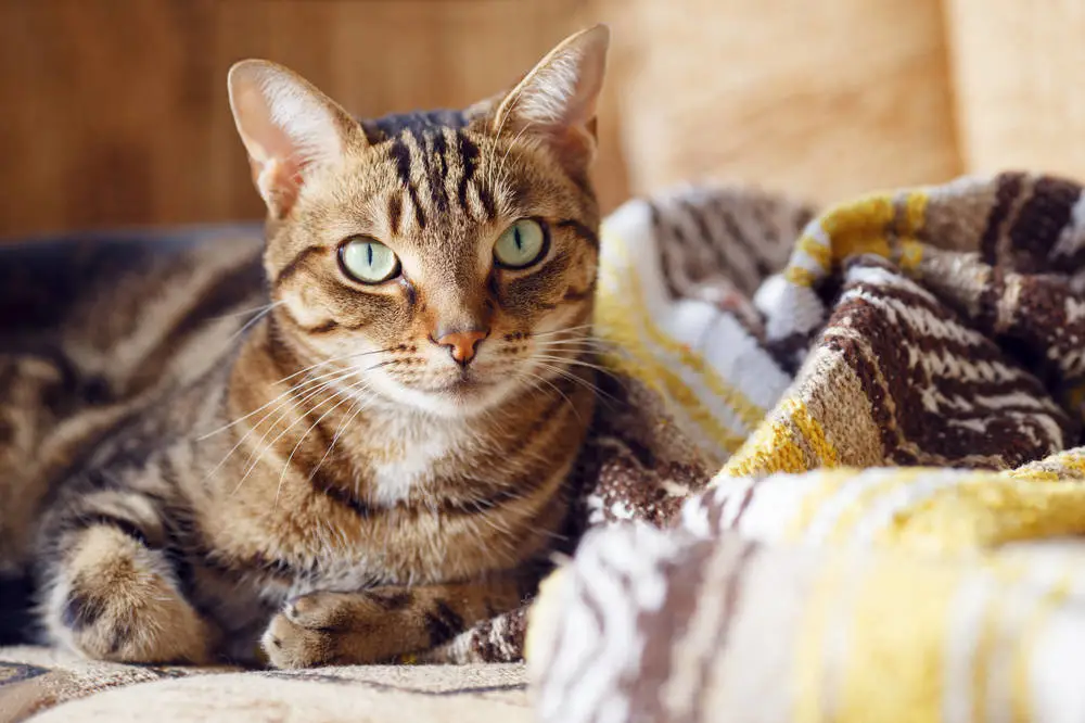 猫咪喜欢露天猫砂盆，还是封闭式猫砂盆？国外研究者给出了真相