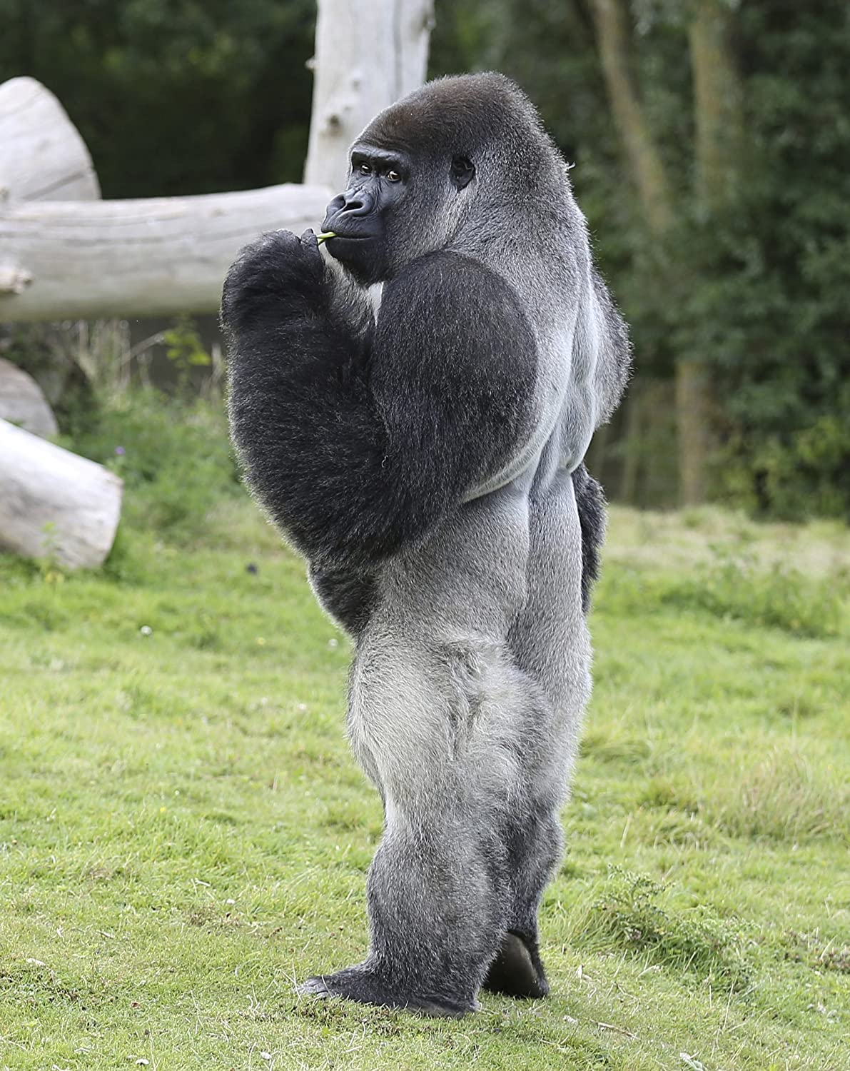 Why do gorillas have muscles if they are vegetarian without exercising? But not close relatives