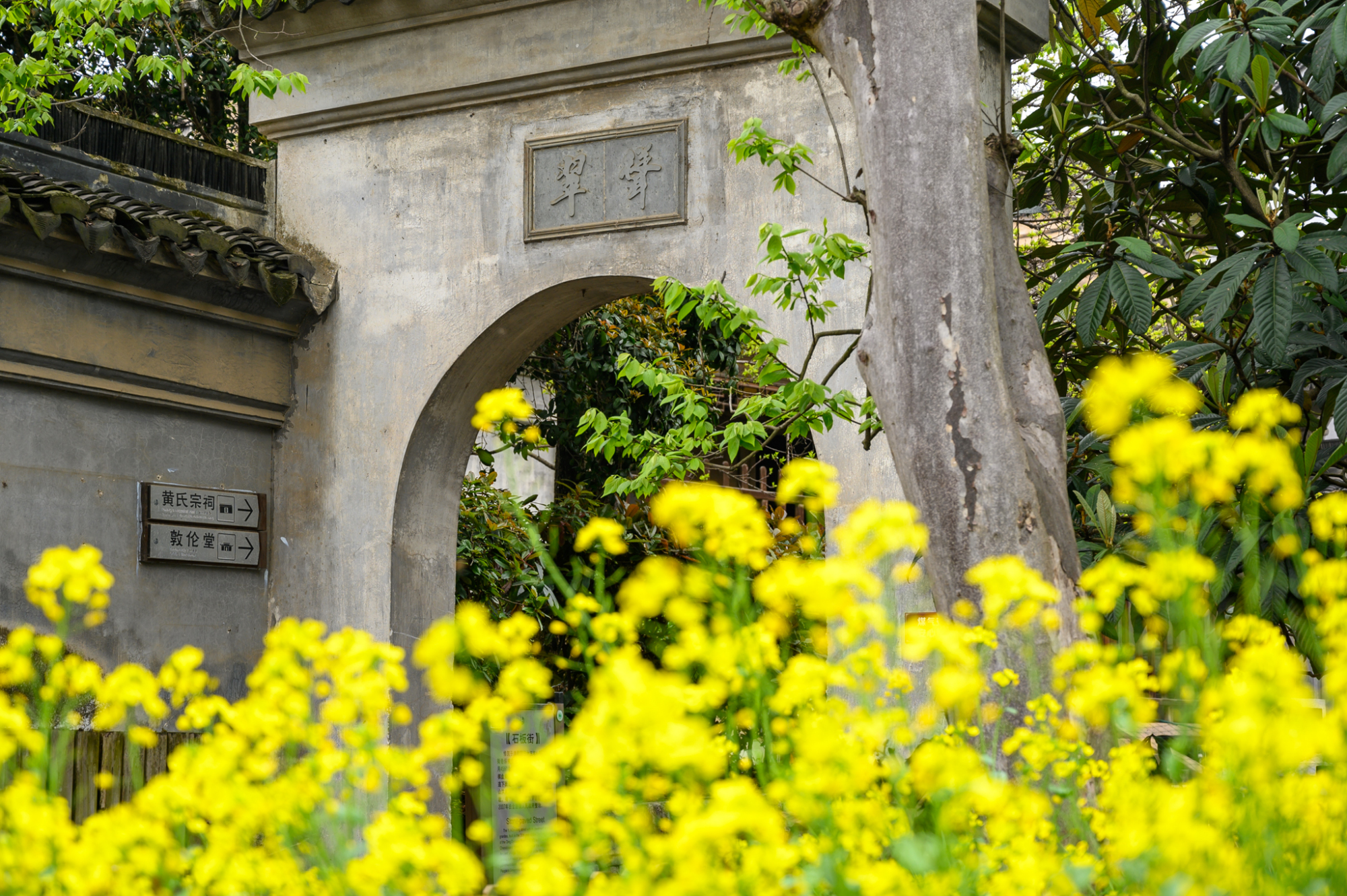 苏州少有人知的千年古村，藏在太湖西岛深处，景色美如世外桃源