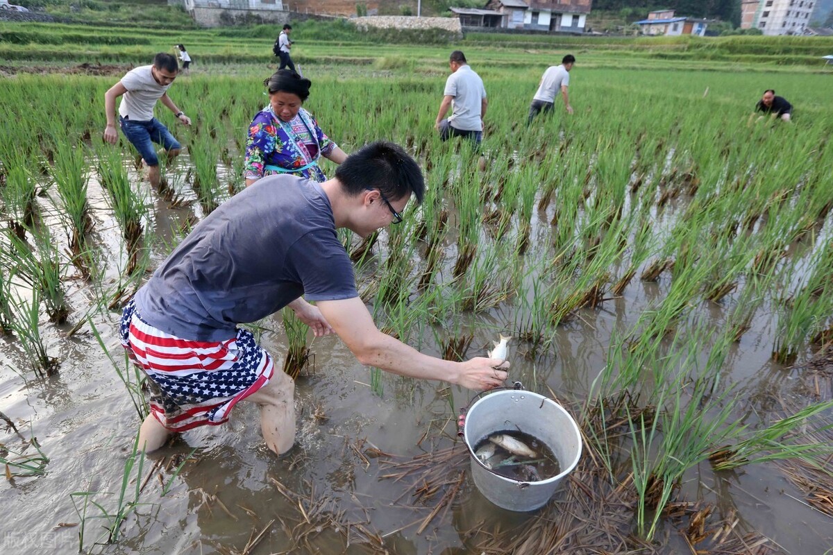 广西柳州田螺养殖基地图片