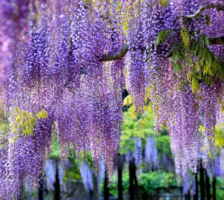 严从怀 | ​远溢清香花色美 宜人风采醉郎君-第25张图片-非凡网