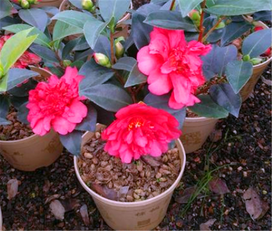 Camellia blooms in four seasons in snowy days, just learn the "5 points