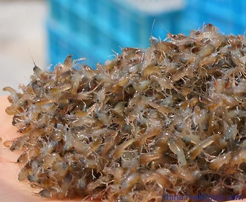 小龙虾虾苗在冬季容易死亡，但是大多数时候不是冻死的？什么原因