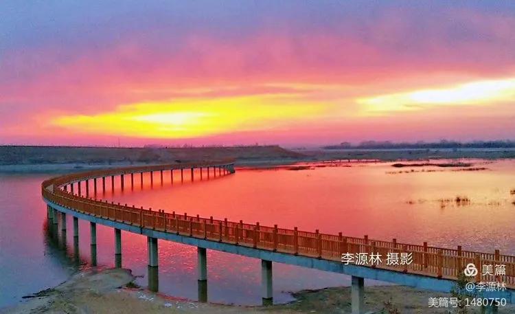 寒烟轻笼，白鹤戏水，民勤石羊河国家湿地公园宛如仙境一般
