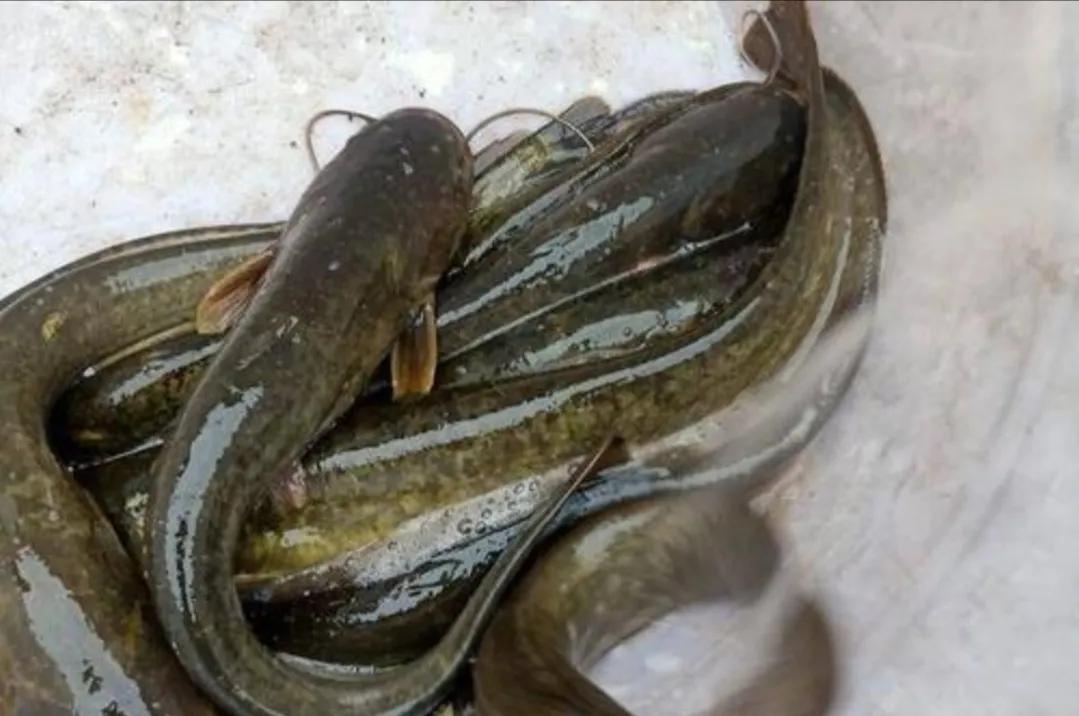 Why are more and more people not eating catfish?Is it really dirty