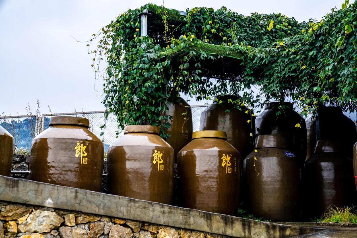 三年之约守信重诺开坛取酒 郎酒庄园三品节启幕