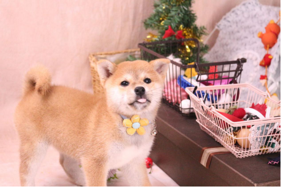 购柴攻略：如何挑选柴幼犬？柴犬和土狗有啥区别？8