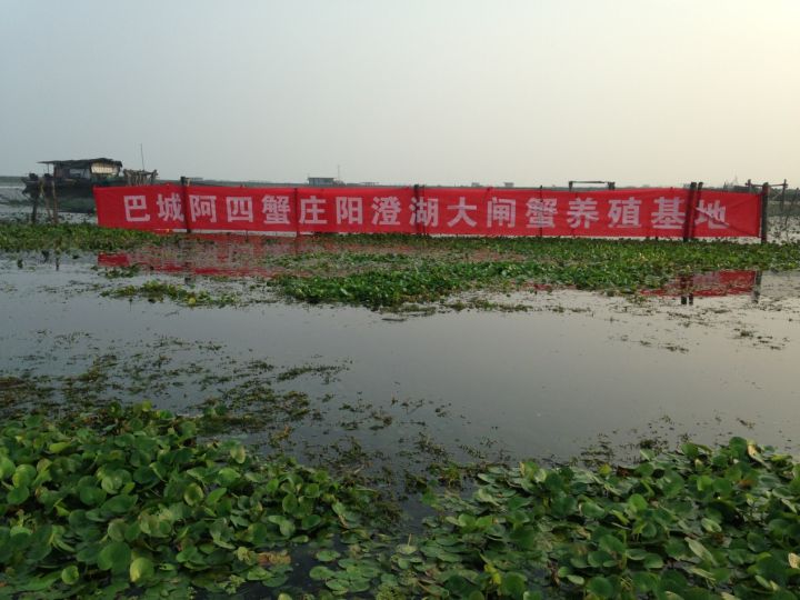 阳澄吃蟹时，阳澄湖吃大闸蟹哪里好