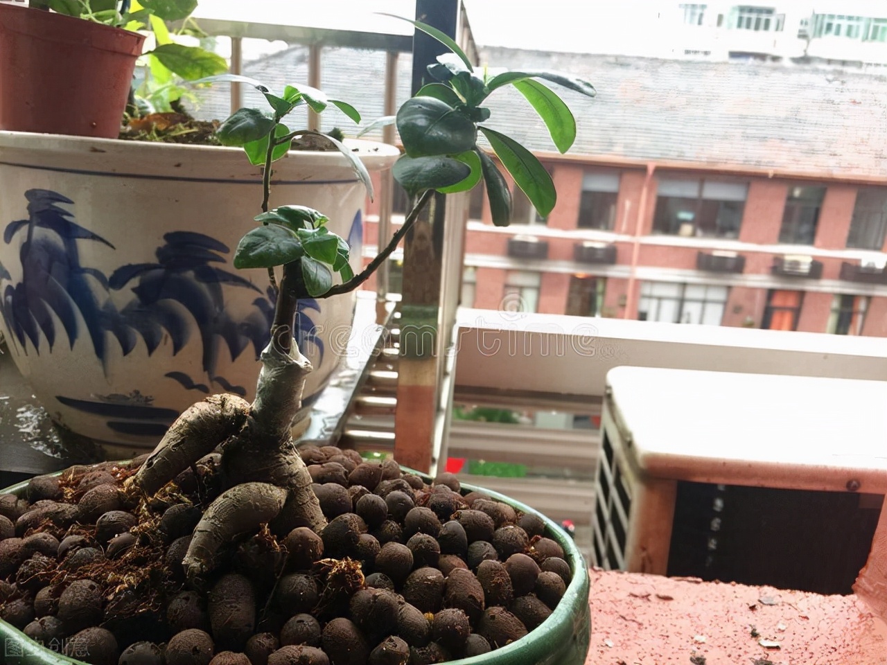 How to shape banyan tree bonsai? iNEWS