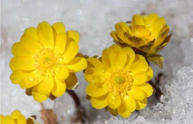 東北 冰凌花 爆紅 登上 央視新聞聯播 花期3 5月 西北玩樂指揮官 Mdeditor