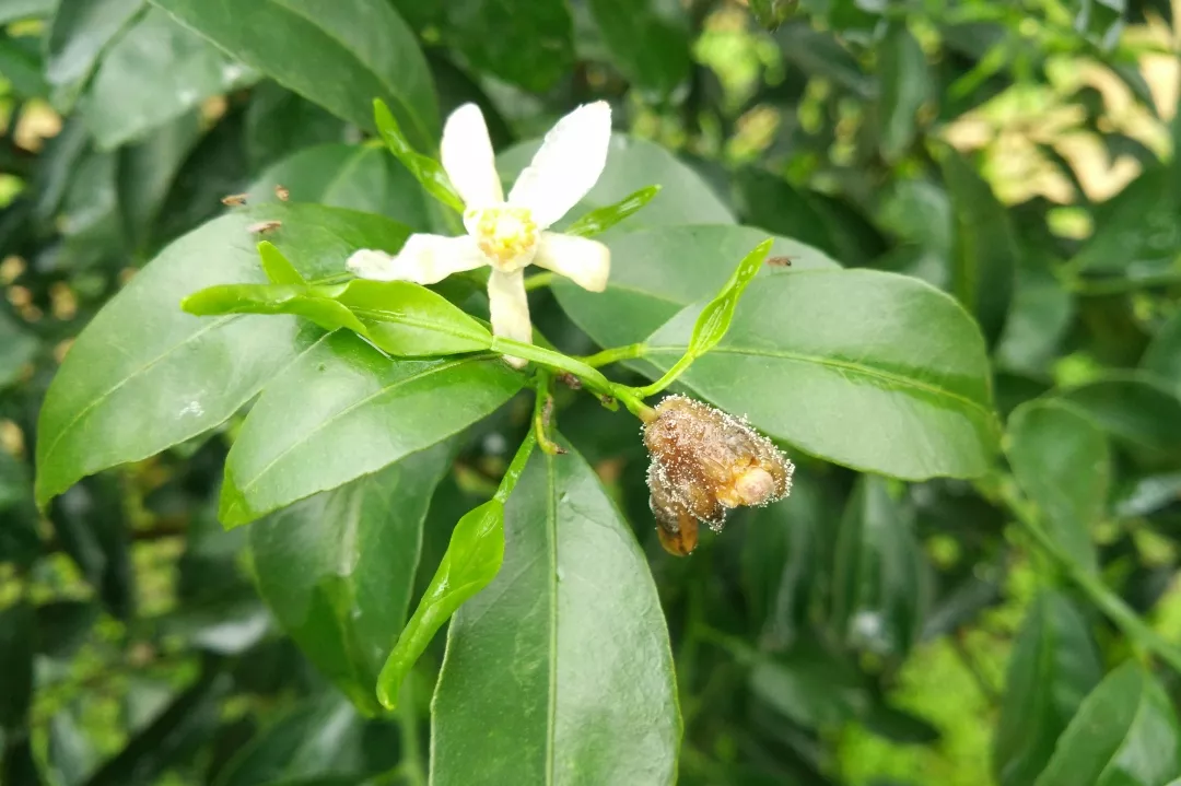 柑橘花期遇雨，一定要防好灰霉病！花皮果多，卖不起价的