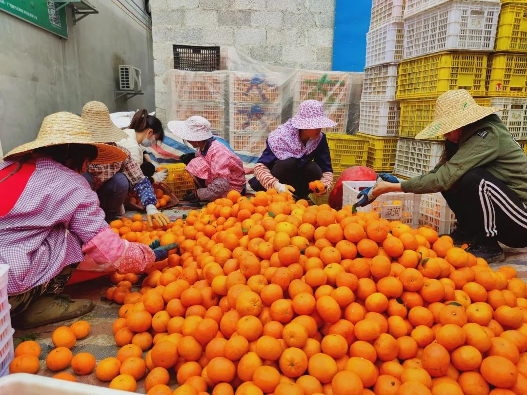 ������ɫ�ָ̣�����������԰��ֱ������������