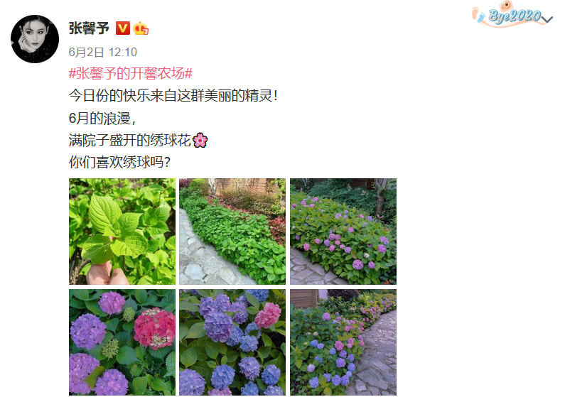 张馨予嫁人后点亮新技能，化身“种菜小能手”，豪宅花园变菜园