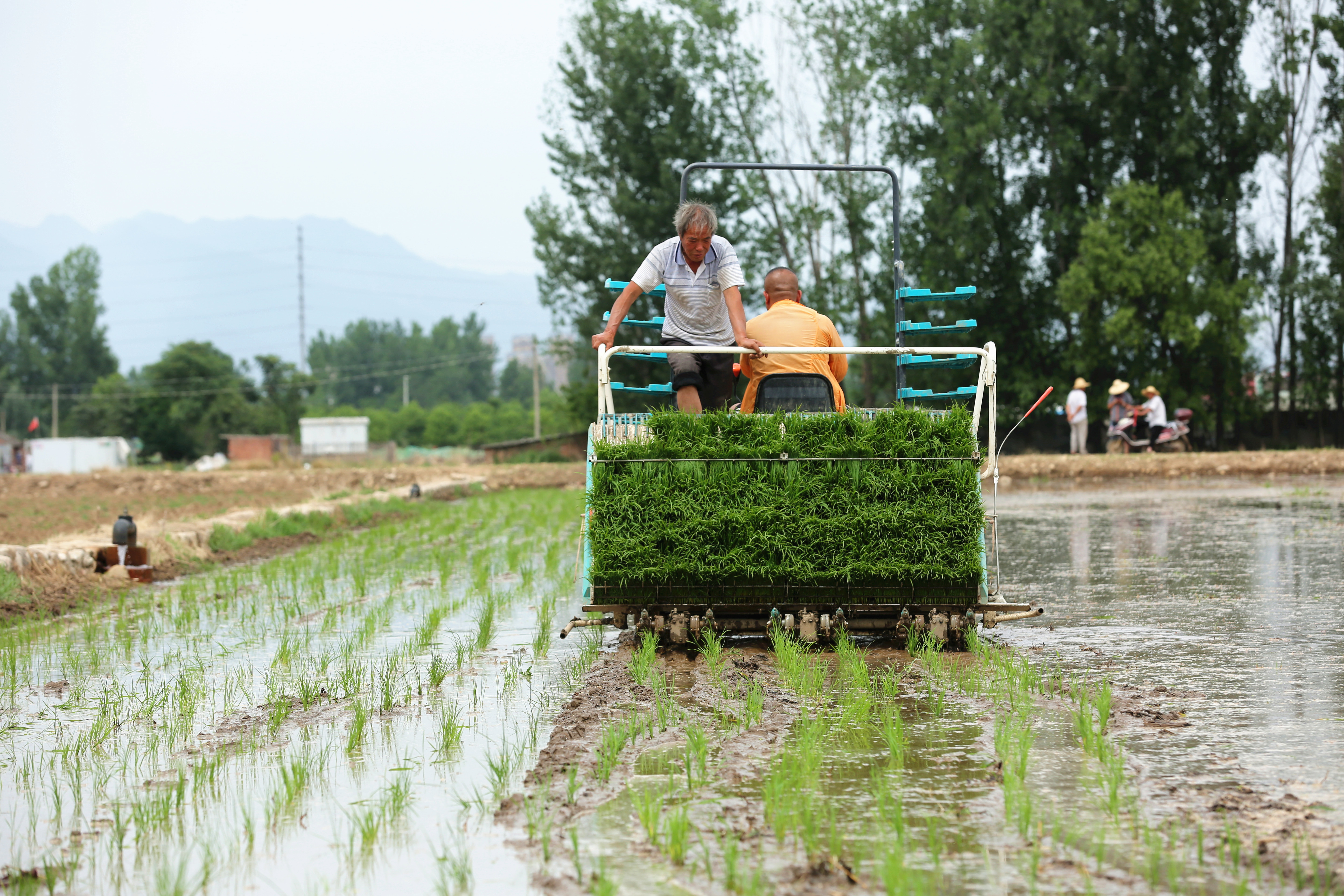 又至秦岭脚下“江南水乡”插秧季