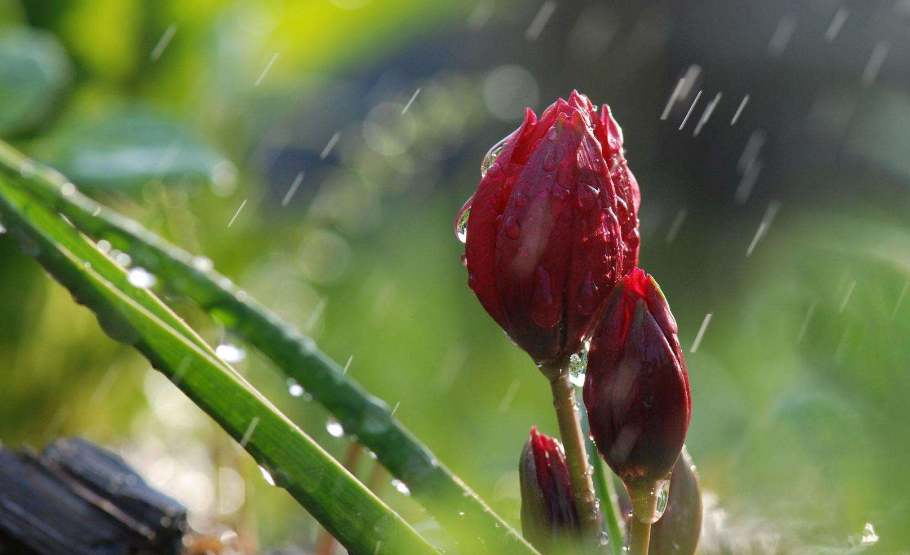 -十三首夏雨诗词，原来夏雨可以这么美，你喜欢哪一首？-第13张图片-诗句网