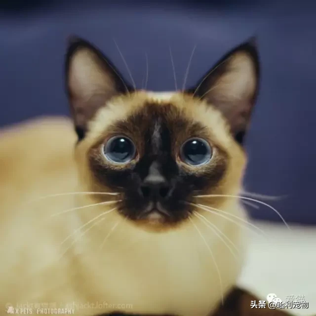 為什么暹羅貓會越長越黑？
