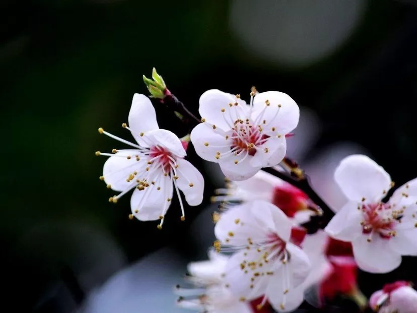 【人文临潭】杏花落了一地