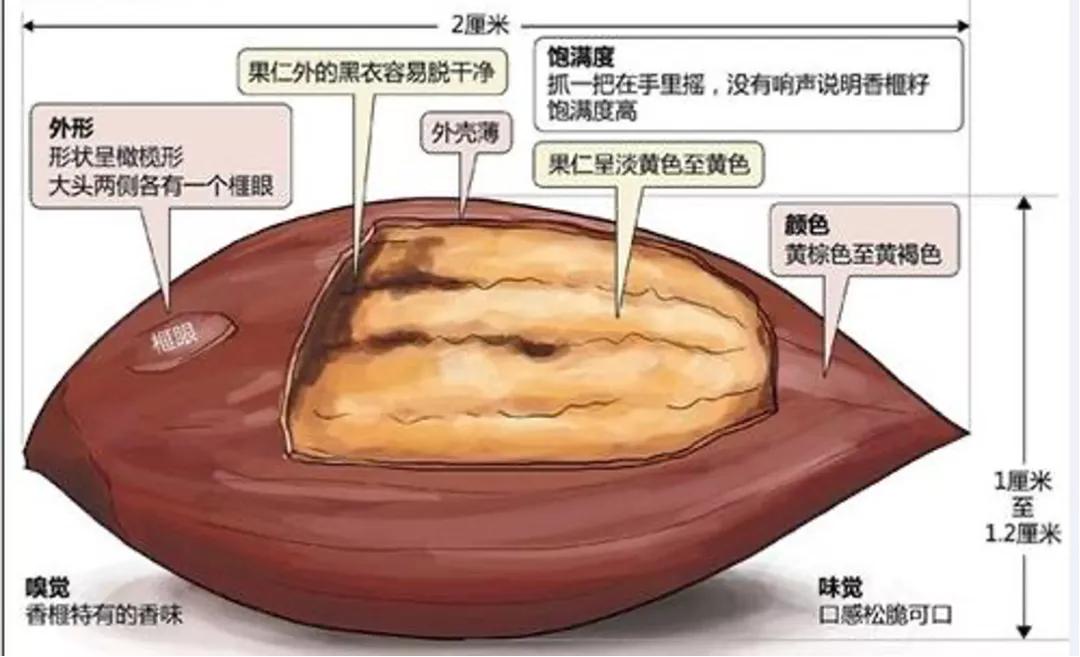 异香扑鼻，世上罕见，坚果中的“香奈儿”——香榧