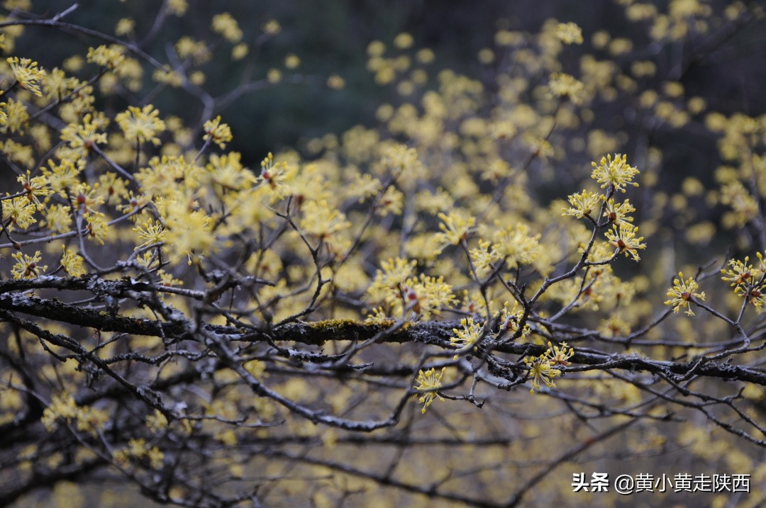 40分鐘高鐵穿越秦嶺 7元公交送到茱萸花海 佛坪觀花攻略來了 黃小黃走陝西 Mdeditor