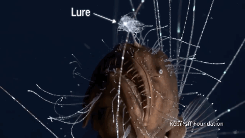 Polyandry?!The scariest way to mate!Anglerfish living in the deep sea ...
