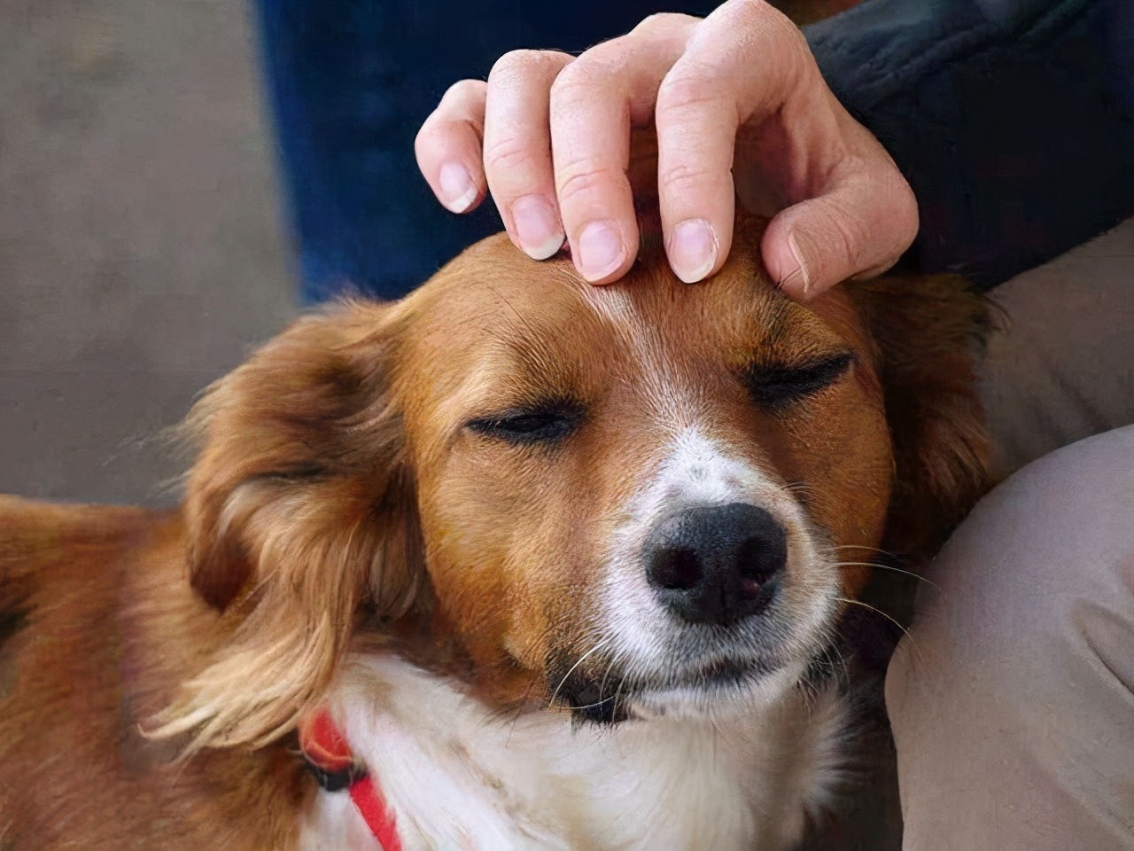 听说每只狗狗都会喜欢被"摸狗头"！你知道意味着什么吗？