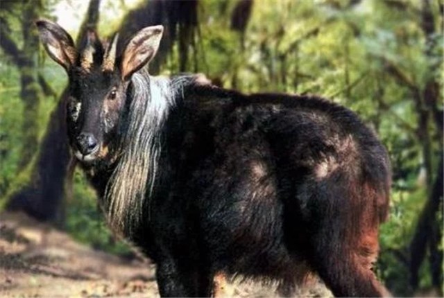 浙江大爷偶遇“四不像”，牛面驴耳鹿角，专家