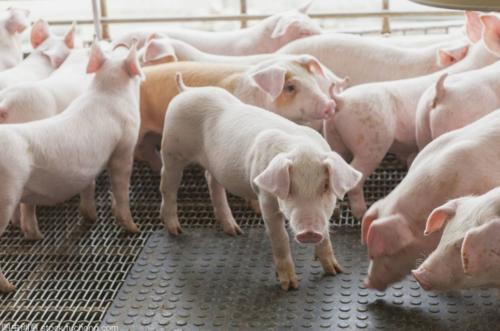 大学生回村养猪？养殖真的挣钱吗？