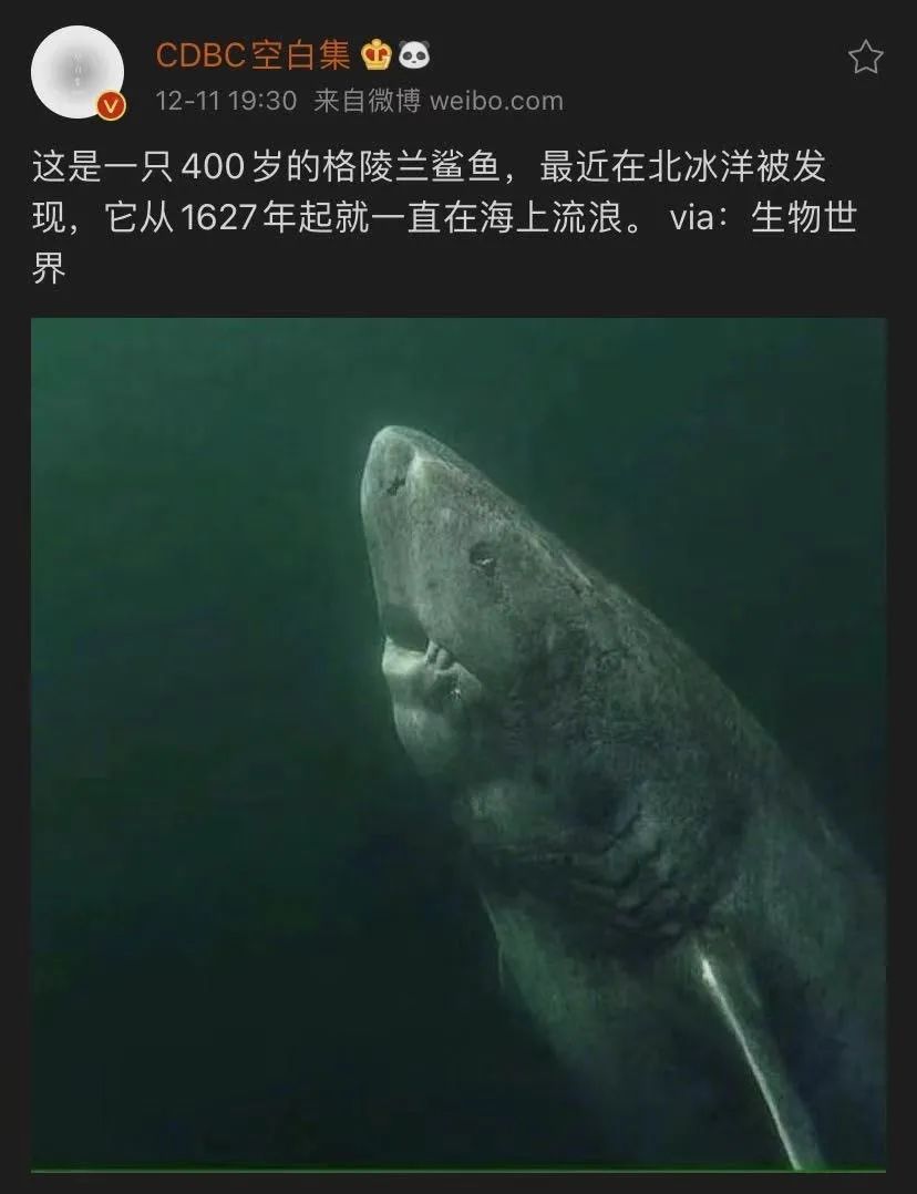 400歲鯊魚(yú)走紅，長(zhǎng)壽因其“生命在于懶”？