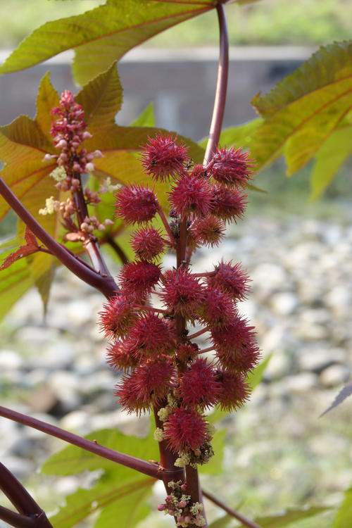 外来入侵植物蓖麻,蕴含致命毒素,很多人小时候玩过也吃过-人九同求