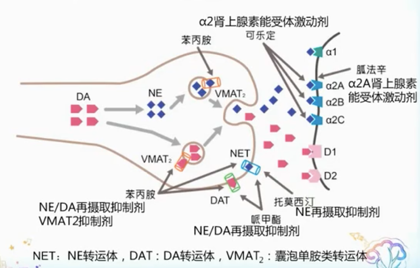 ADHD患儿的药物治疗和管理