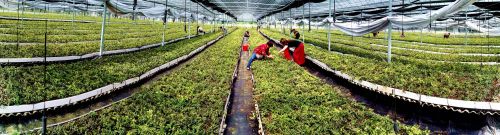 浙江磐安：绿水青山好药材，江南药镇飘药香