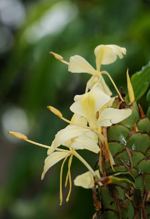 黃姜花 Hedychium flavum，姜科姜花屬 - 資訊咖