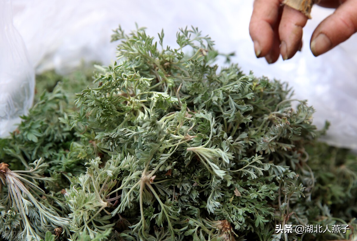 春天挖野菜,送你70种野菜图片大全,教你认识不同的野菜和吃法