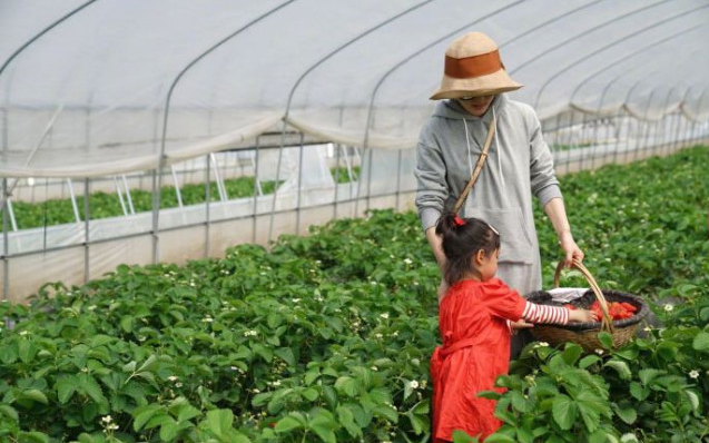 邓超夫妇携子女摘草莓，孙俪穿全绿造型减龄，小花一脸认真很可爱