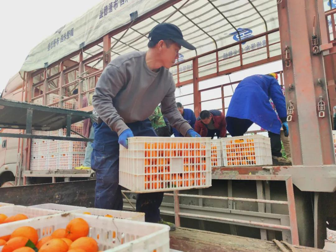 ������ɫ�ָ̣�����������԰��ֱ������������