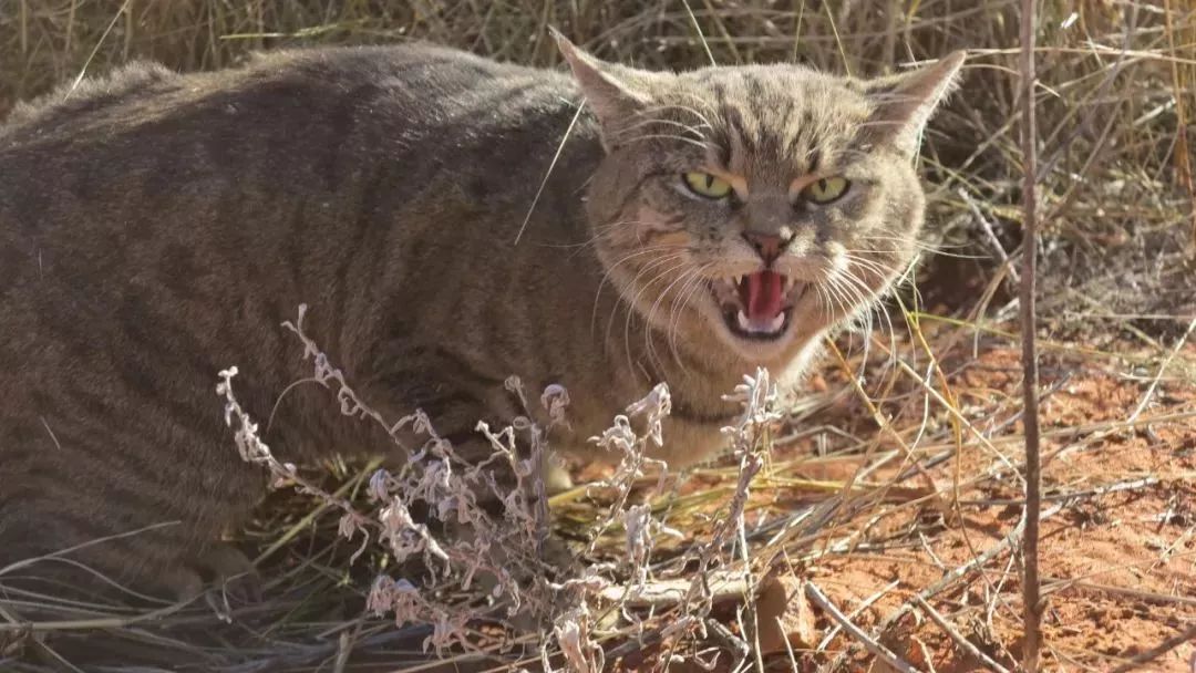 澳大利亚的野猫之患：每天吃掉100万只飞鸟，养猫人竟成绊脚石