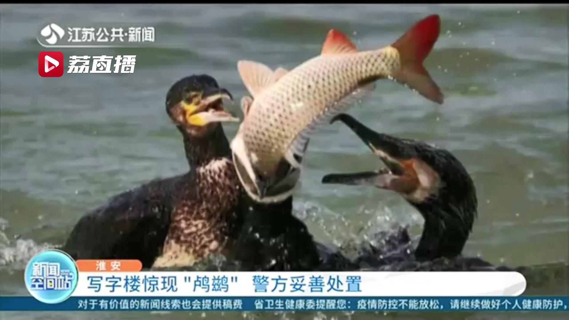 鸬鹚飞行过程中撞上写字楼晕了坠落下来 警方妥善处置