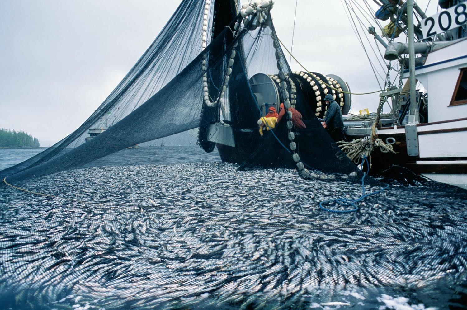 2.5万吨三文鱼“漂洋过海”，挪威究竟在打什么“算盘”？