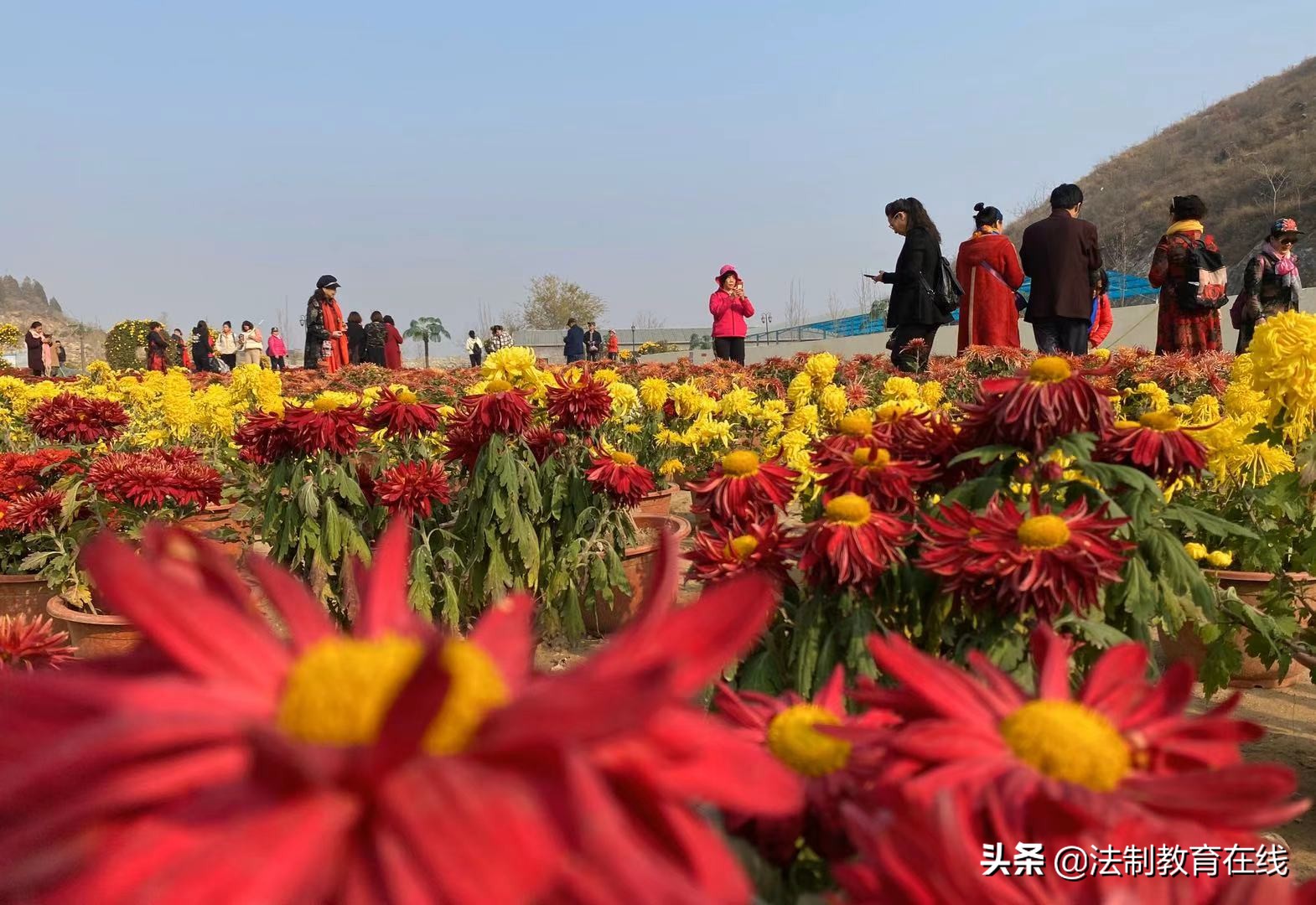 唐县举办首届华峪菊花节 2万株菊花等你来