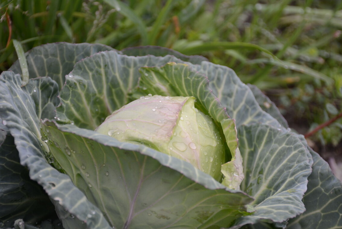 春天，寧可不吃肉也要吃這些菜，順應時節，葉酸豐富，女人要常吃