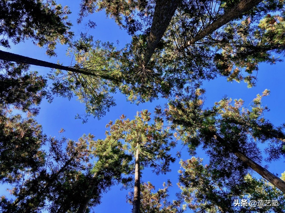 到日本投资还在买房地产吗？要不要买下日本的山林当山大王？