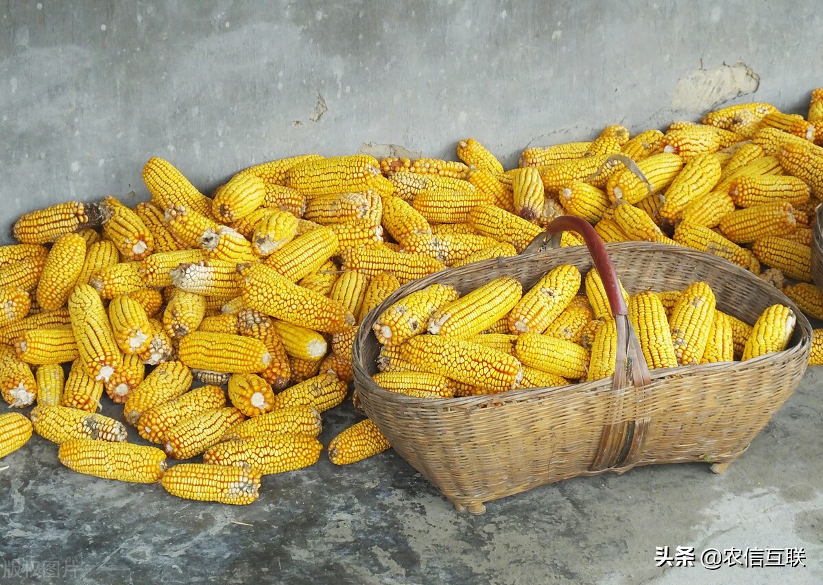 小麦跟玉米“抢地盘”，国家出手给玉米“降温”！玉米要大跌？
