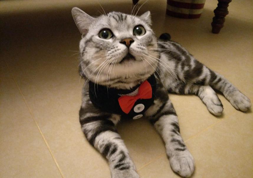 The strange behavior of female cats, why do they cry miserably during