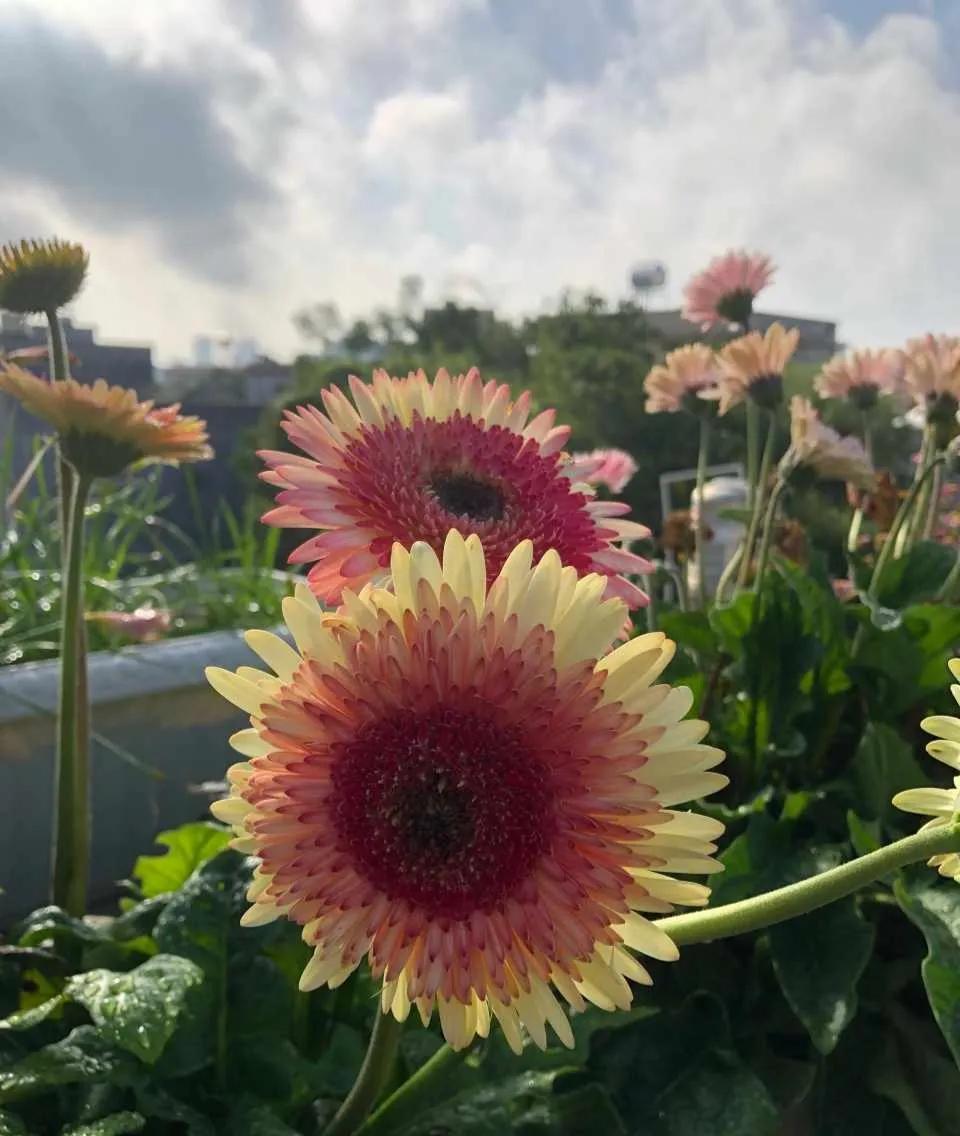 These "unpopular" flowers do not lose to celebrity" flowers, put