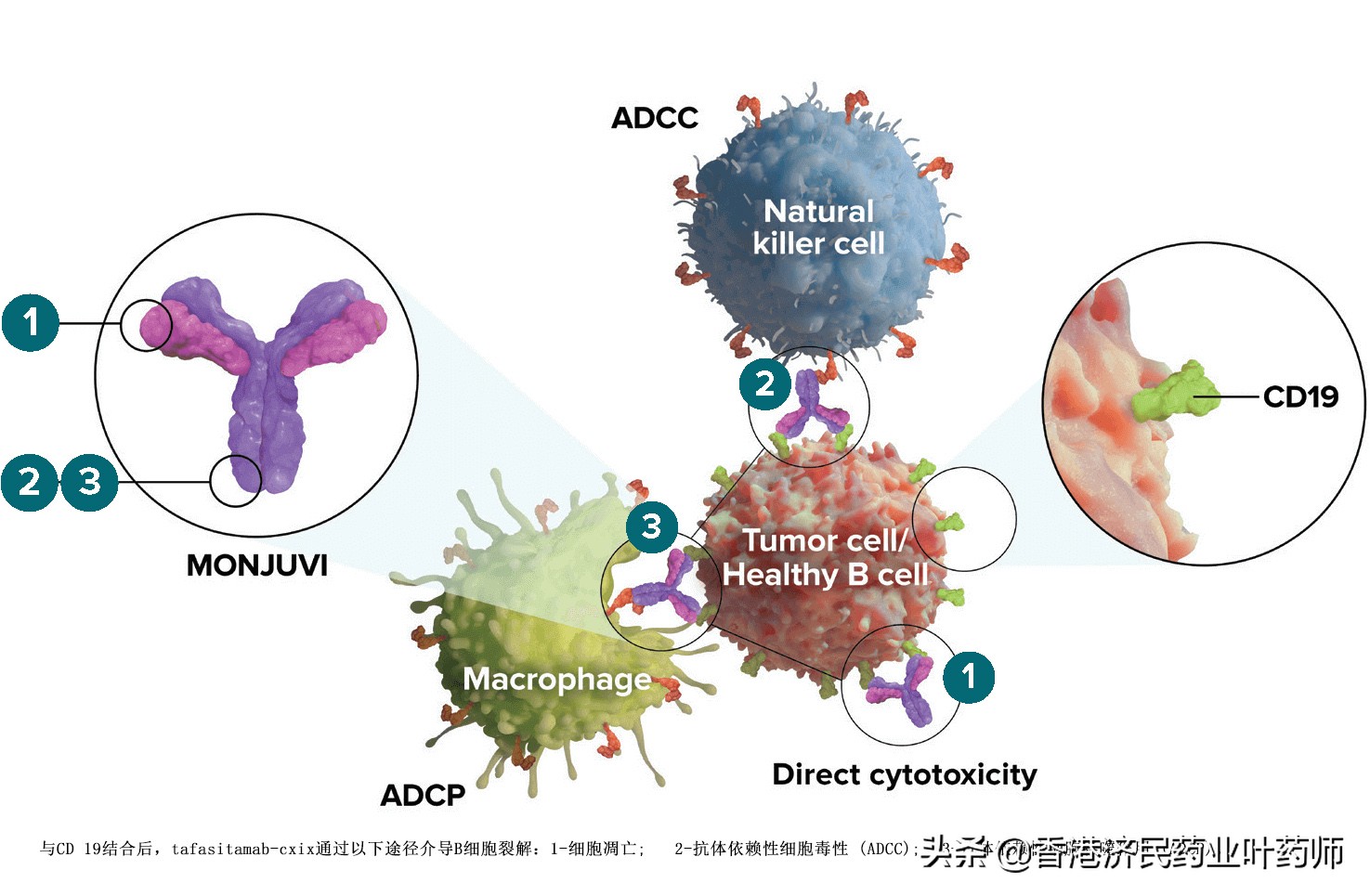 EC approves Minjuvi+lenalidomide to treat relapsed or refractory ...