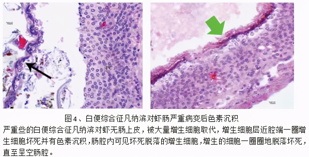 解析對蝦“白便”的防與治：斷腸空腸，漂浮著白色線狀黏性糞便